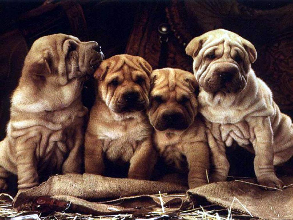 Photo:  dogs  11